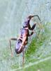Himacerus mirmicoides